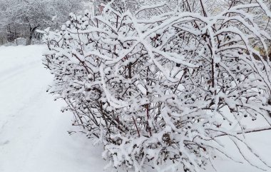 Kışın kar altında Bush