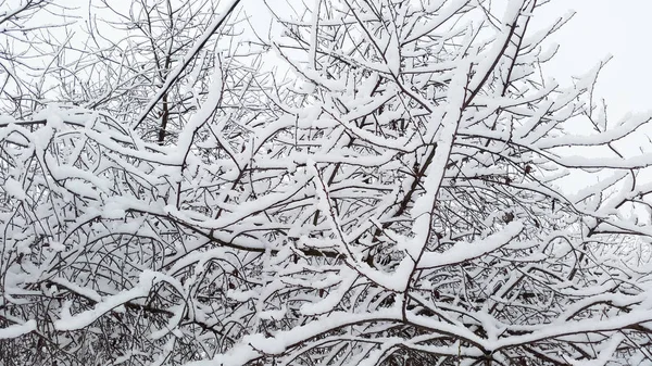 Flauschiger Schnee auf schwarzen Ästen im Winter — Stockfoto