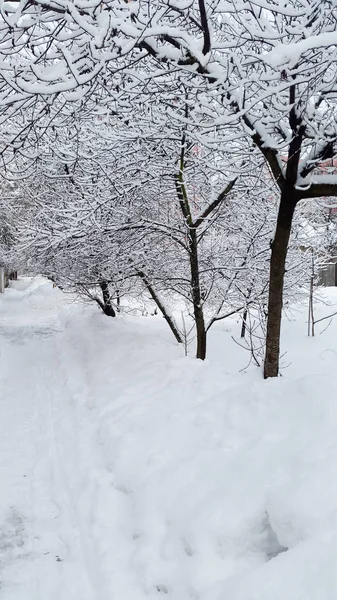 Snowdrifts and white trees in winter Ukraine — Stock Photo, Image