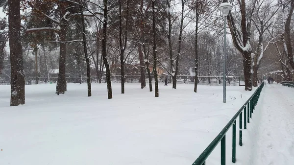 Parque e nevasca no inverno — Fotografia de Stock