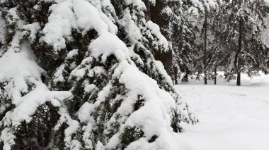 Kharkiv ormanlarındaki dallarda kar - Ukrayna 'da kış
