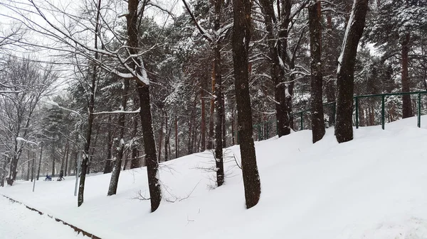 Inverno em Kharkiv - parque com neve — Fotografia de Stock