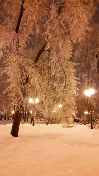 Witte takken van bomen in de winter — Stockfoto