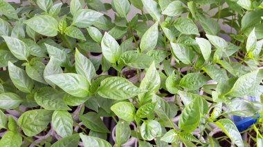 Biber fidanları - bahçecilik için yeşil bitkiler