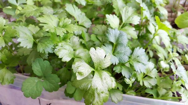 園芸用のセロリの苗の緑の葉 小さな植物 — ストック写真