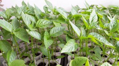 yeşil biber fideleri - ilkbaharda bitkiler