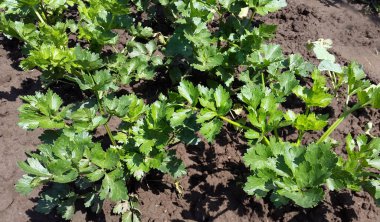 Bahçede parlak yeşil kereviz bitkileri