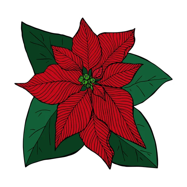 Poinsettia κόκκινο γραμμή σκίτσο στο χρώμα, χριστουγεννιάτικο λουλούδι — Διανυσματικό Αρχείο