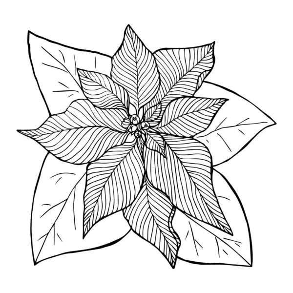Χριστουγεννιάτικο λουλούδι poinsetia sketch liner απομονωμένο σε λευκό φόντο — Διανυσματικό Αρχείο