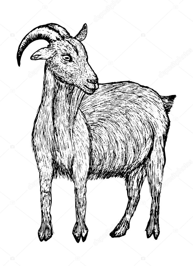 Goat black sketch in line style isolated on white background stock vector illustration for design and decor, logos, business cards, prints.