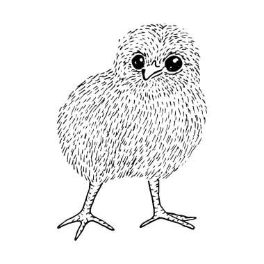 Siyah çizgilerle çizilmiş küçük şirin tavuk çizimi, beyaz torbaya izole edilmiş.