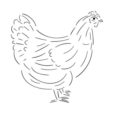 Contour hattı siyah tavuk beyaz arka planda izole, stok v