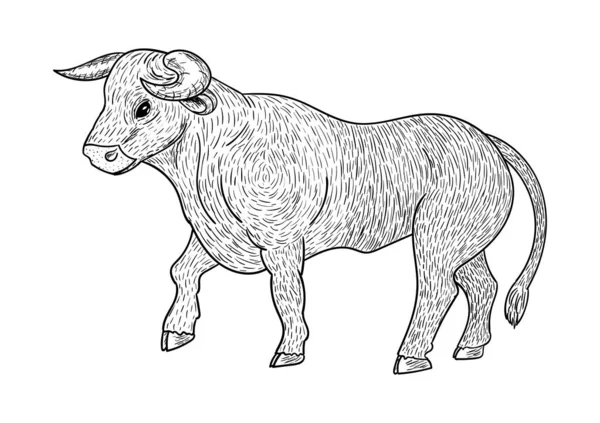 Bull coloring, black outline, isolated on white background, vect — 스톡 벡터