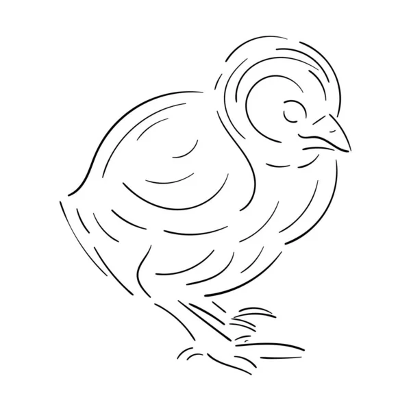 Boceto de pollo con líneas de contorno negro, aislado en respaldo blanco — Vector de stock