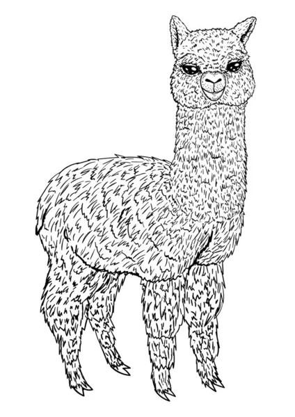 Llama sketch black line isolated on white background, coloring b — 스톡 벡터