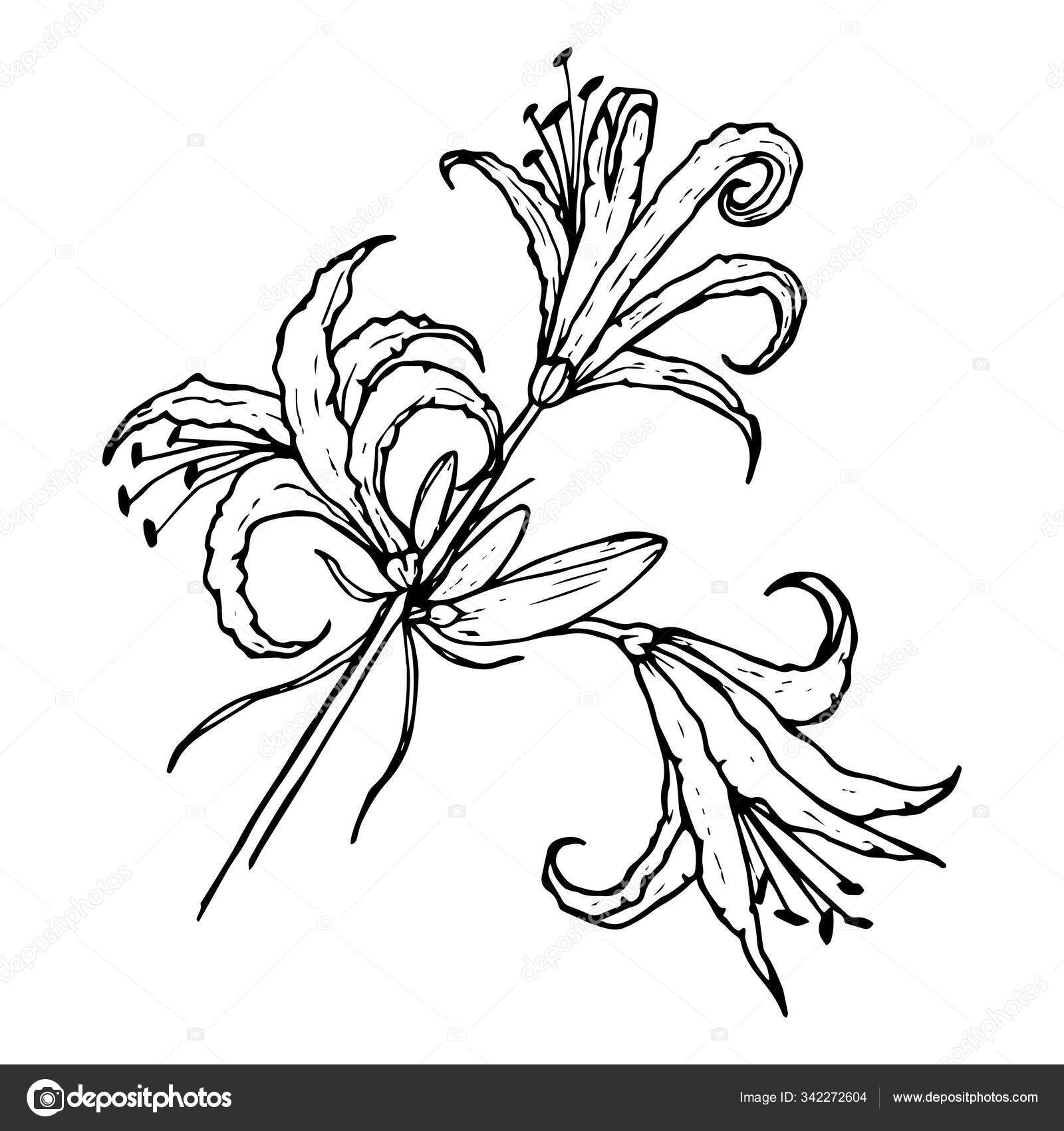 106 Spider Lily Vector Images Free Royalty Free Spider Lily Vectors Depositphotos