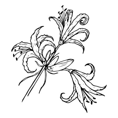 Nerine flower, spider lily, contour black line drawing isolated 
