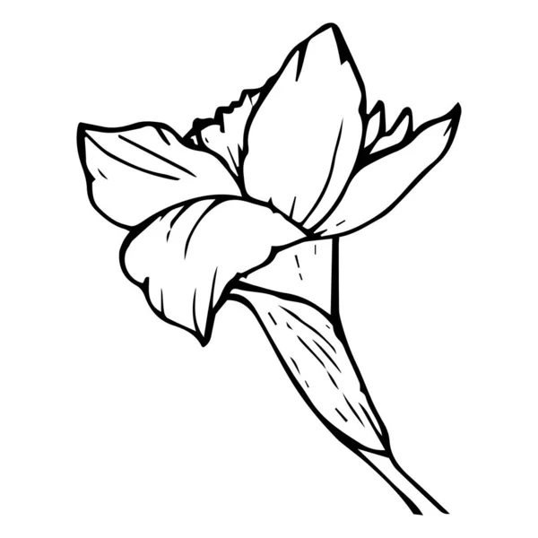 Narciso flor vista lateral contorno cor preta isolada no branco —  Vetores de Stock