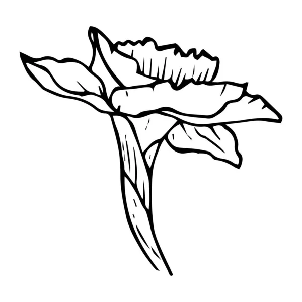 Daffodil flor lado vista contorno línea negro color aislado en w — Archivo Imágenes Vectoriales