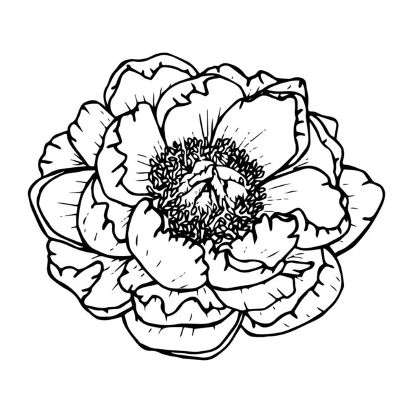 Peony flower outline drawing in black isolated on white backgrou — Stock vektor