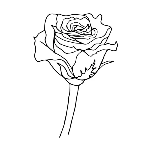 Rose flower black contour line isolated on white background, vec — Stok Vektör