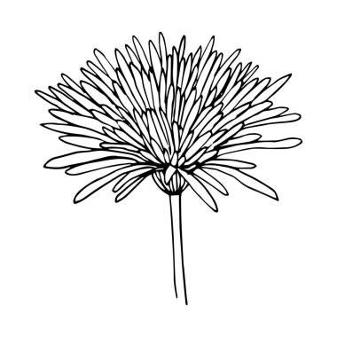 Chrysanthemum variety Anabel side view black outline isolated on