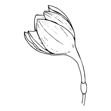 Butoh of a white flower Eucharis (Amazonian Lily), black outline
