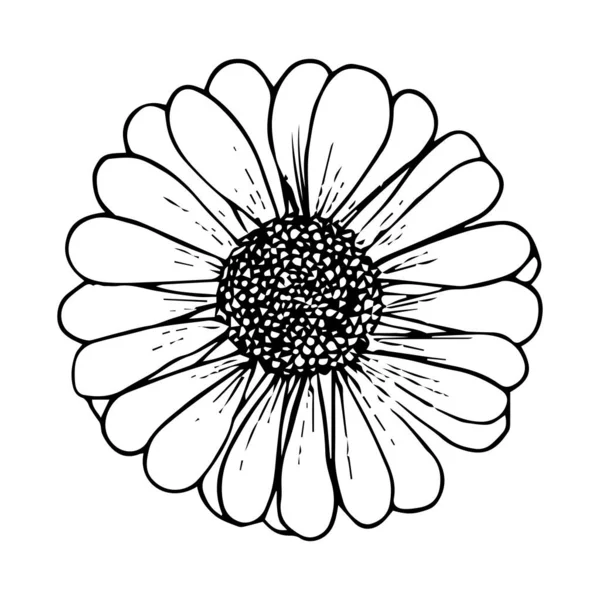 Daisy flower black outline drawing isolated on white background, — Stock vektor