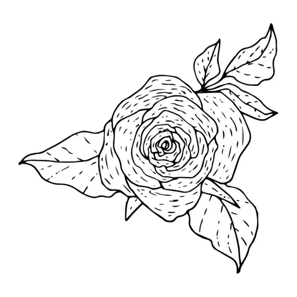 Blume Rose mit Blättern im grafischen Stil mit einem schwarzen Umriss auf — Stockvektor
