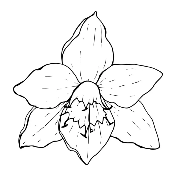Eucaristía flor blanca (lirio amazónico), contorno negro sobre un blanco — Vector de stock