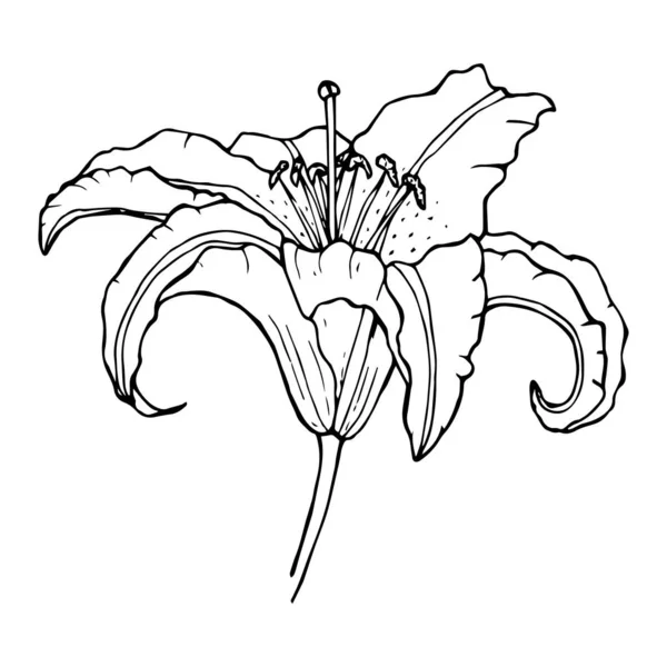 Lirio flor contorno dibujo de color negro aislado en col blanco — Archivo Imágenes Vectoriales