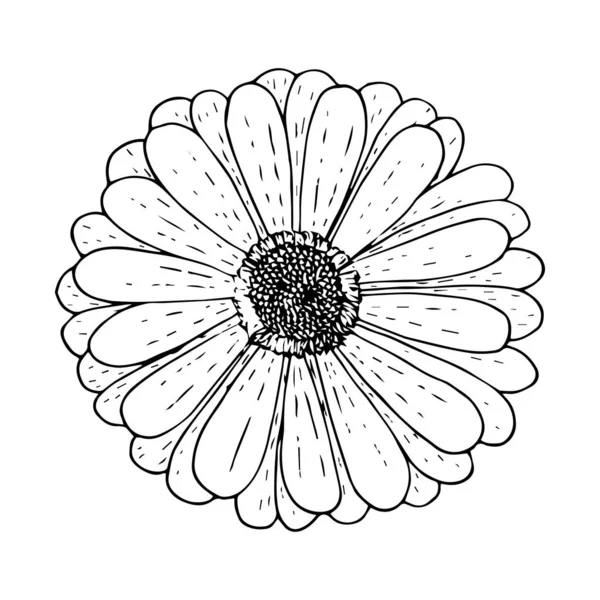 Vista superior de la flor Gerbera, contorno negro aislado sobre fondo blanco — Vector de stock
