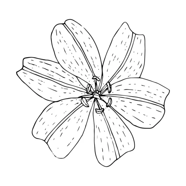 Lily virág felső nézet, fekete körvonal elszigetelt fehér háttér — Stock Vector