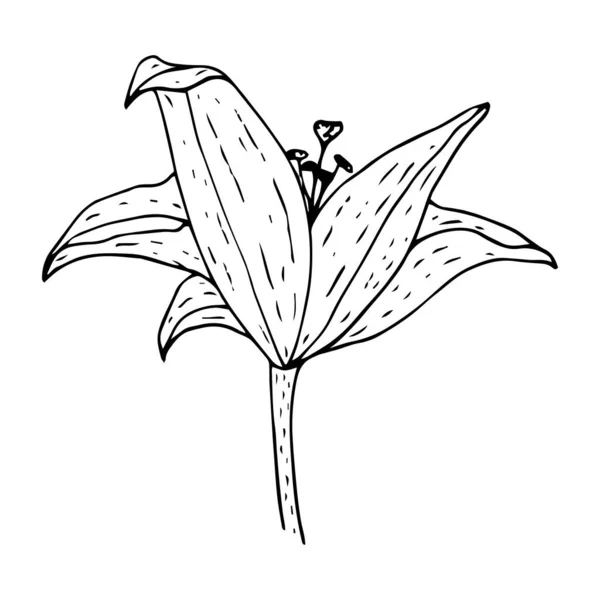 Lily flor vista lateral contorno dibujo de color negro aislado en — Vector de stock