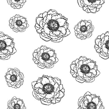 Peonies with a black outline on a white background isolated, pattern, stock vector illustration, for design and decor, prints, fabrics, wrapping paper, invitations, cards