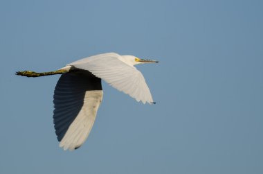 Snowy balıkçıl mavi gökyüzünde uçan 