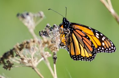 Monarch kelebek kuru çöl çiçeği üzerinde dinlenme 