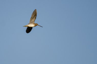 Yalnız Wilson's mavi gökyüzünde uçan su çulluğu 