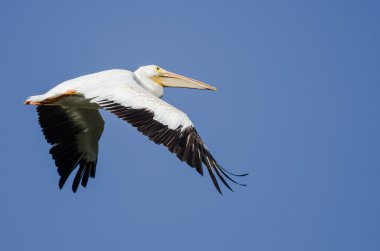Amerikan Beyaz Pelikanı Mavi Gökte Uçuyor 