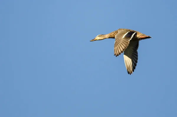 Mallard Duck Flying in a Blue Sky — Stock Photo, Image