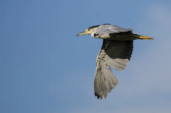 Héron de nuit couronné noir volant dans un ciel bleu — Photo