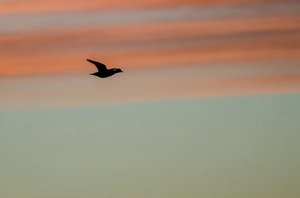 Canard colvert Silhouette dans le ciel couchant comme il vole — Photo