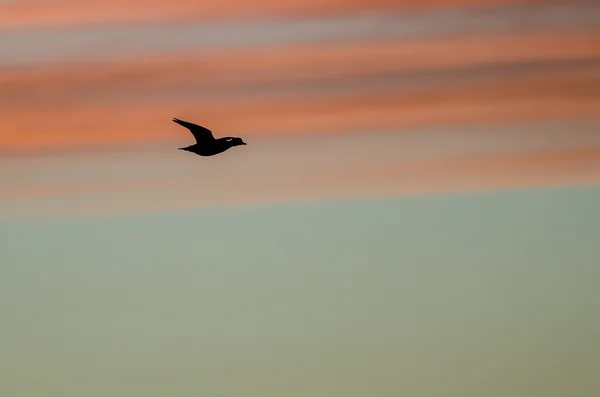 Anatra del germano reale che si staglia nel cielo di tramonto mentre vola — Foto Stock