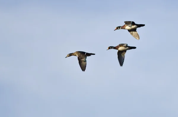 Três patos de madeira voando em um céu azul — Fotografia de Stock