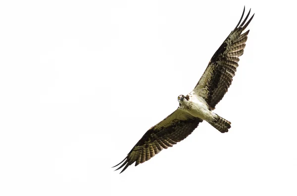 Osamělý Osprey, takže přímý oční kontakt při létání v modré obloze — Stock fotografie