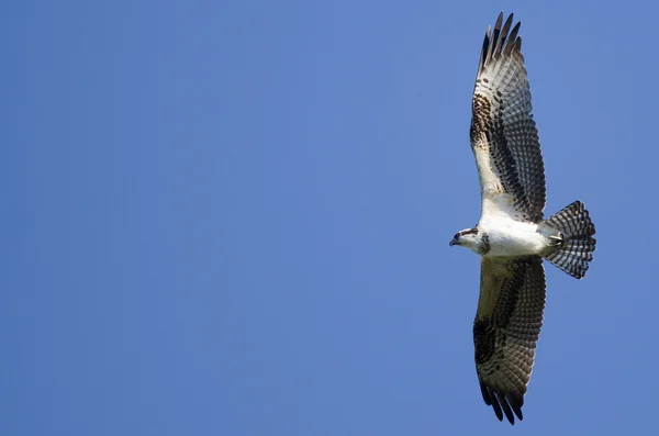 Osprey voando em um céu azul — Fotografia de Stock