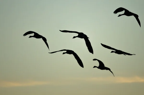 Manada de gansos de Canadá se silueta en el cielo al atardecer mientras vuelan — Foto de Stock
