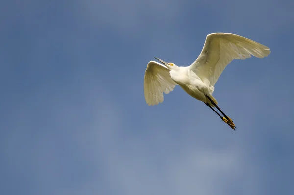 Snowy Egret vliegen in de blauwe hemel — Stockfoto