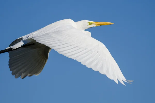 Perfil de Great Egret Flying in a Blue Sky — Fotografia de Stock