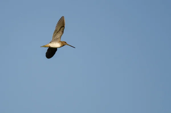 Snipe de Wilson solitaire volant dans un ciel bleu — Photo